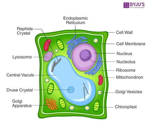 Plant cells have three extra components, a vacuole, chloroplast. NCERT Exemplar Class 9 Science Solutions Chapter 5 - The ...