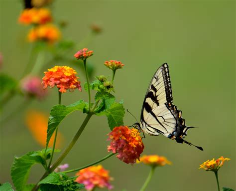 1600x900 Resolution Black And Beige Swallowtail Butterfly On Top Of
