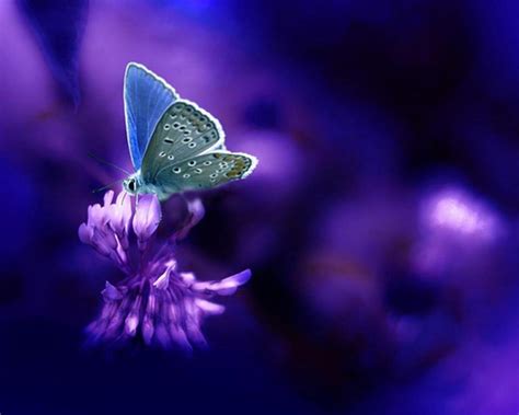 Free Butterfly Wallpapers Wallpaper Cave