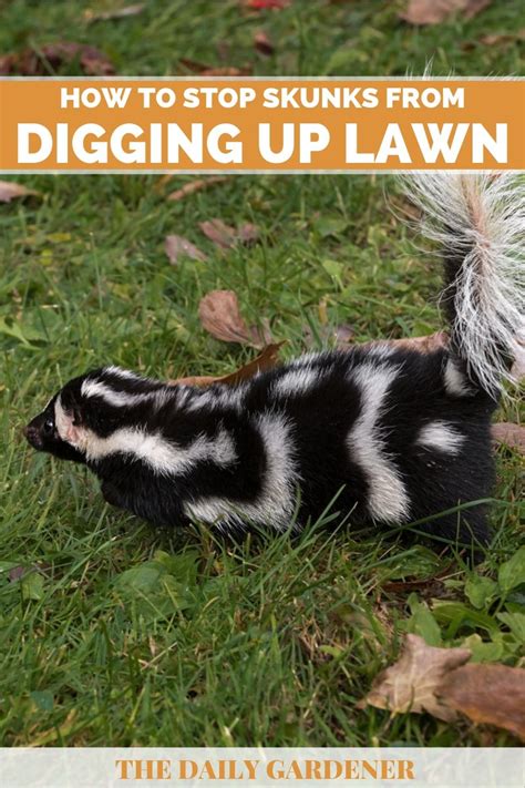How To Stop Skunks From Digging Up Lawn