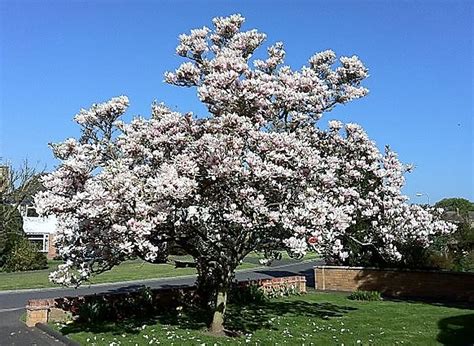 How To Grow Magnolias From Seed The Garden Of Eaden