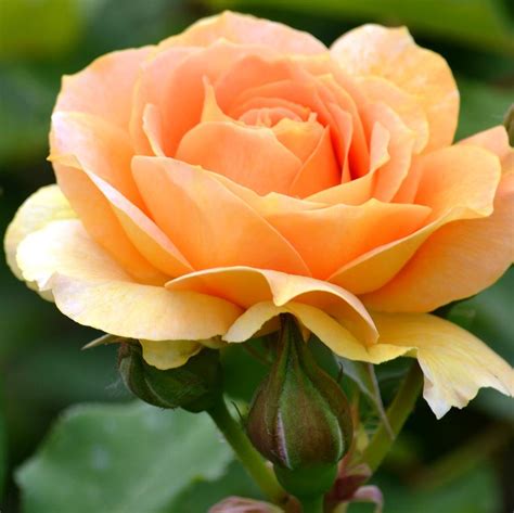 Pretty Peach Rose Photograph By P S Pixels