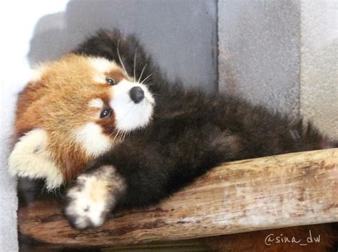 Pin By Priscilla Starks On Red Pandas Red Panda Cute Red Panda Baby