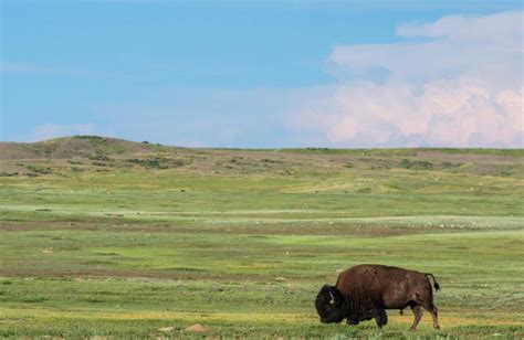 Guest opinion: American Prairie Reserve grounded in free market principles | Columnists ...