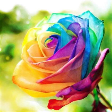 Favorable 200pcs Rainbow Rose Seeds Magic Garden Rare Flower Perennial