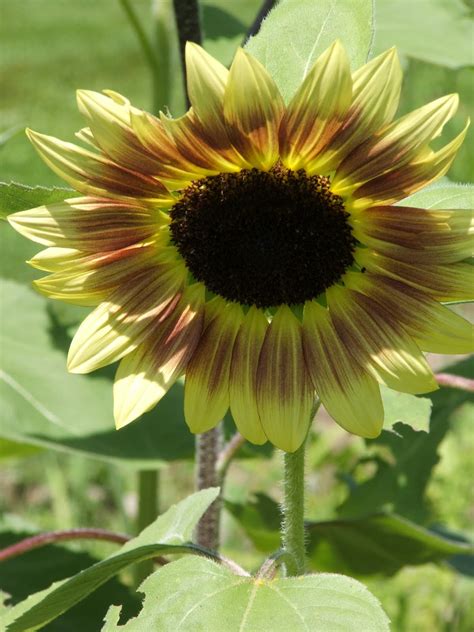 Gods Growing Garden Sunflowers Royal Flush