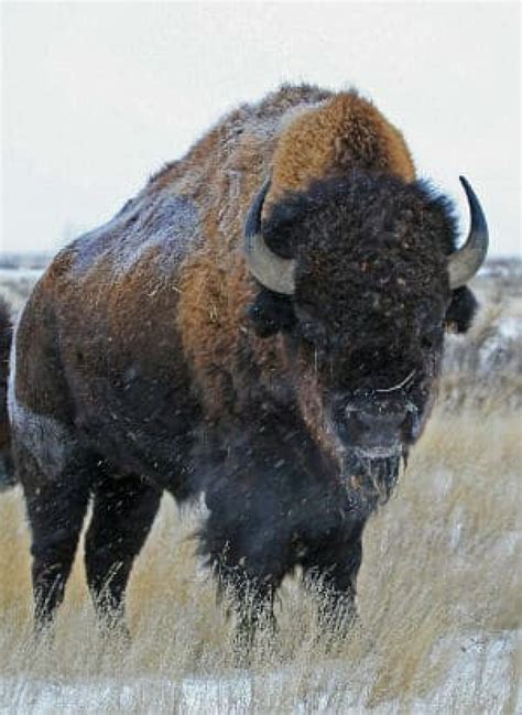 Wild Bison Could Once Again Roam In Banff Cbc News