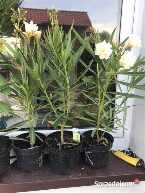 Oleander żółty Pełny Pachnący Skawina Sprzedajemypl