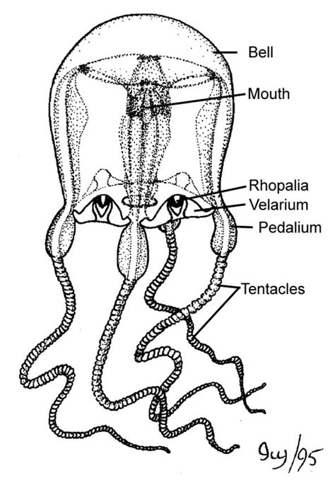 Box Jellyfish The Cardiovascular System In The Animal Kingdom