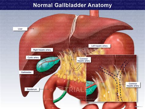 Human Anatomy Gallbladder Diagram