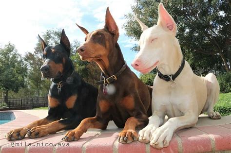 All The Colors And Types Of The Doberman With Pictures