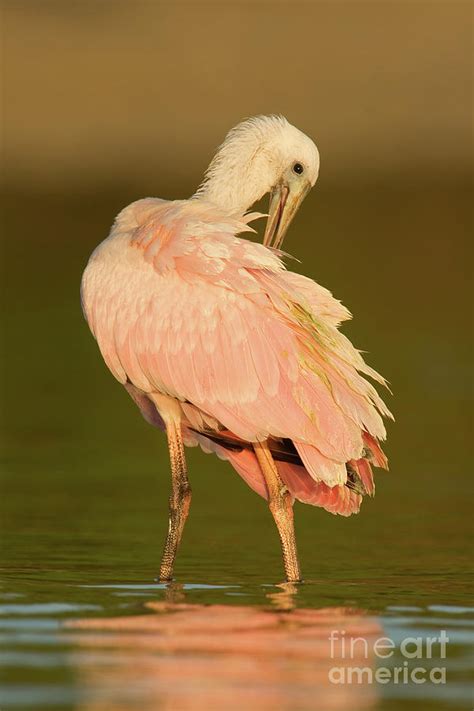 Juvenile Roseate Spoonbill Photograph By Troy Lim Pixels