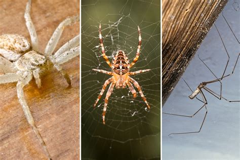 Uk Spiders The 21 British Spiders Youre Most Likely To Find In Your House