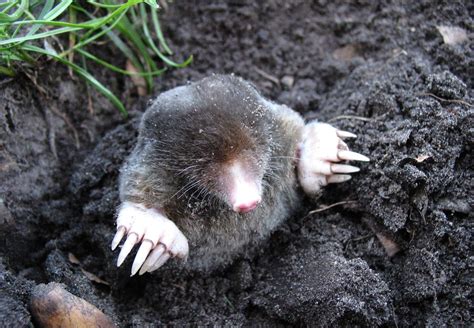 The Mole An Underground Guest Animal Charity Animal Welfare