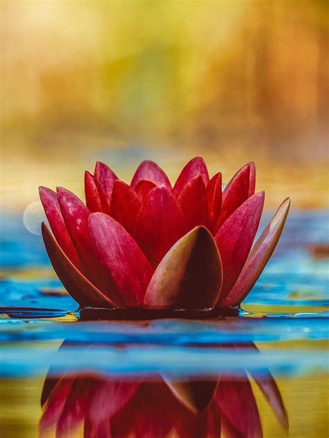 Water Lily Wallpaper 4k Red Flower Reflection Aquatic Plant 5k