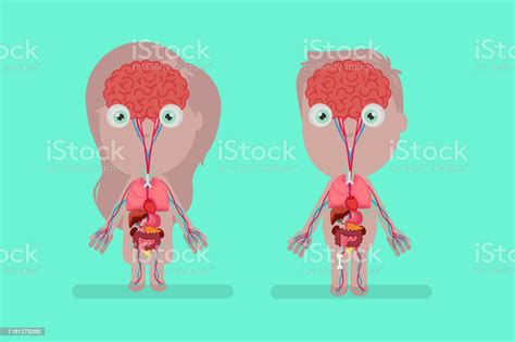 Vetores De Ilustração Do Vetor Da Anatomia Do Corpo Humano E Mais