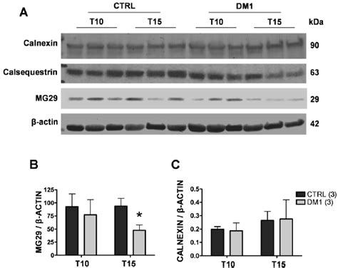 Expression Of Srer Resident Proteins In Control And Dm1 Myotubes At 10