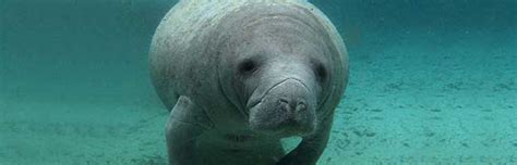 Manatee Conservation Animal Facts And Information
