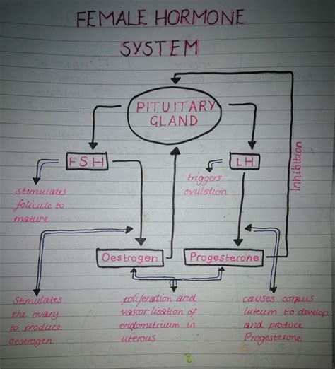 Female Hormone System Female Hormones Biology Diagrams Hormones