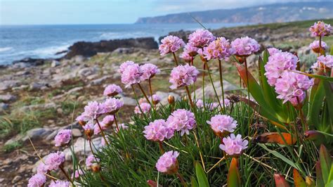 15 Flowering Plants That Thrive Near The Coast
