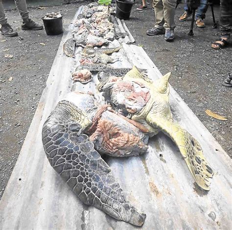 Water pollution from raw sewage; Turtle rescued in Malaysia ends up at Cebu City eatery ...