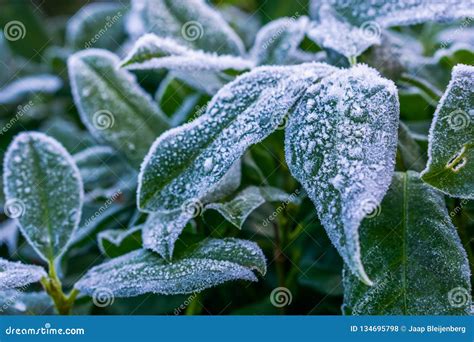 Closeup Of Frozen Leaves Covered With Ice Crystals Christmas And