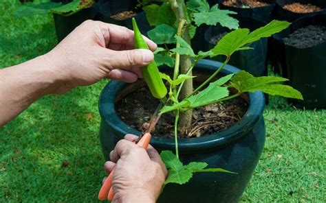 Ultimate Guide To Successfully Growing Okra With Expert Tips