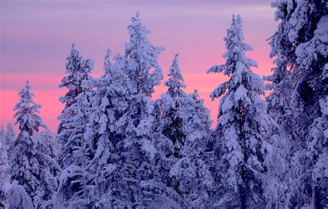 Wallpaper Winter Trees Sunset Ate Finland Finland Lapland