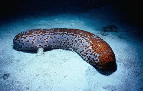 Интересные факты про Морской огурец (Sea Cucumber) | Интересные факты ...