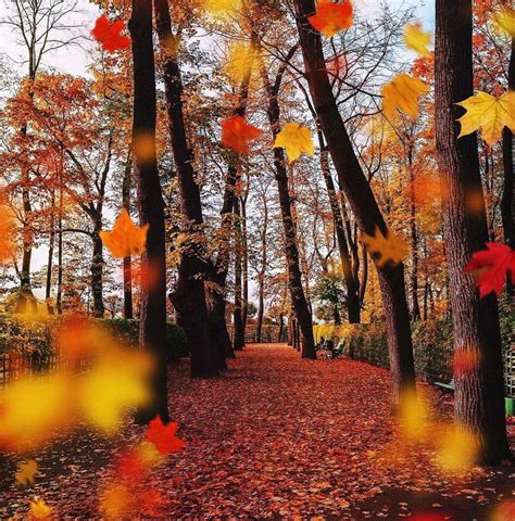 Осень 49 фотографий Пейзажи Осенние деревья Фотографии