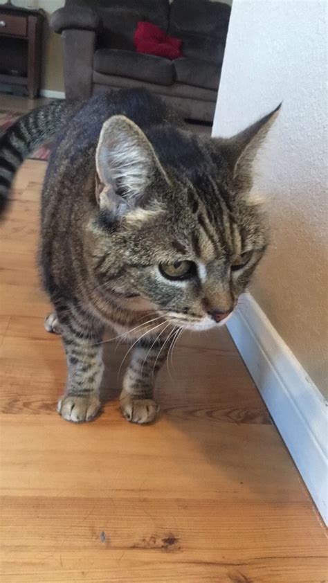 Lost Cat Other In Lakewood Ca Lost My Kitty