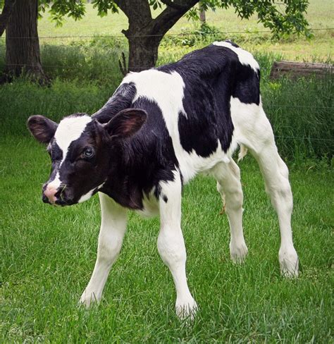 Kalb Holstein Vieh Kostenloses Foto Auf Pixabay