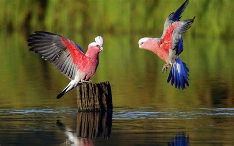 Nature Animals Birds Water Parrot Tree Stump