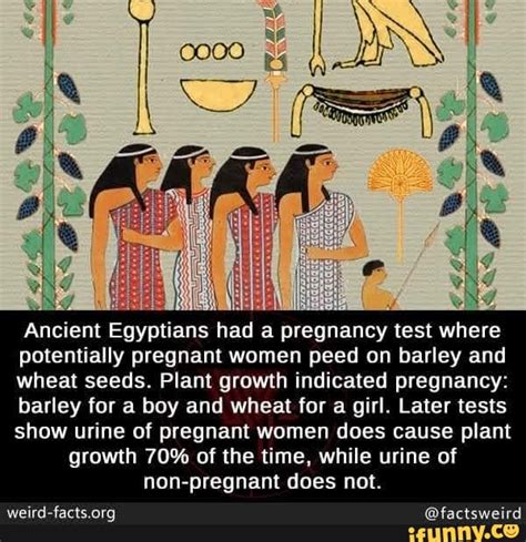Ancient Egyptians Had A Pregnancy Test Where Potentially Pregnant Women Peed On Barley And Wheat