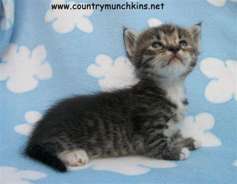 Sweet Female Munchkin Kitten For Sale In Del Valle Texas Classified