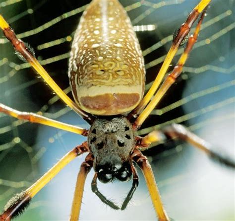 Banana Spider Size Interesting Facts And Bite Treatment Ncgo