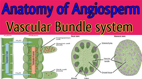 Vascular Bundle 👉👌vascular Bundles