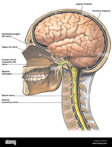 Anatomy Of The Brain And Cranial Nerves Stock Photo 7710259 Alamy
