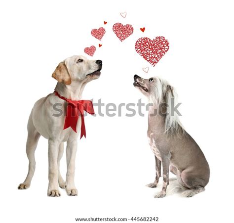 Two Dogs Together Isolated On White Stock Photo 445682242 Shutterstock