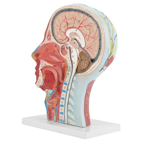Buy Medical Head Model Human Head Anatomy Model Anatomical Medical