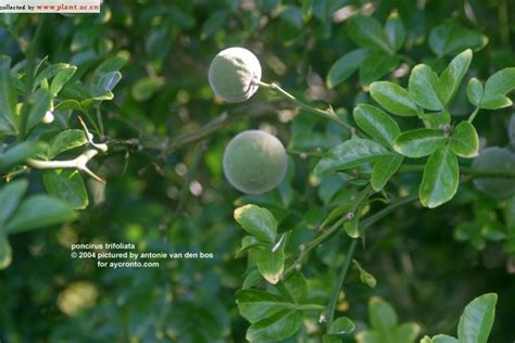 poncirus trifoliata (Linn) Rafin_植物图片库_植物通