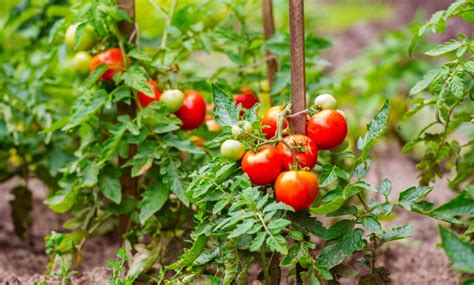 How To Grow Tomatoes Peppers And Eggplant Gruloda