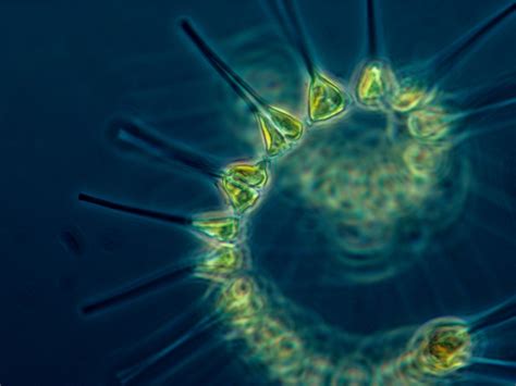 Microscopic Plankton Planet Earth Online Interviews