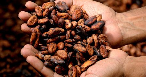 More Intense Roasting Of Cocoa Beans Lessens Bitterness Boosts