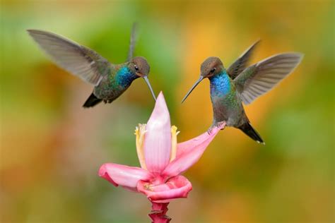 Azirtips Pacific Northwest Flowers For Hummingbirds Planting