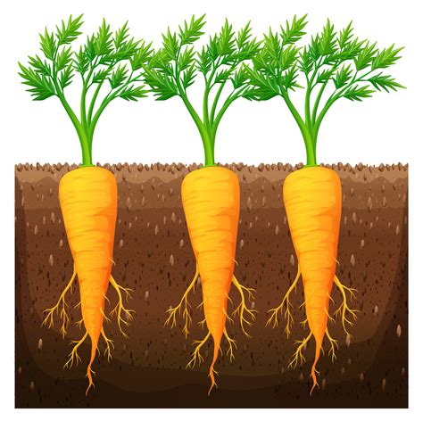 Fresh Carrot Growing In The Field 366936 Vector Art At Vecteezy