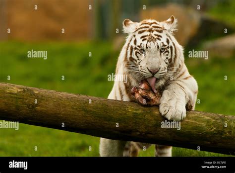 Tiger Eating Tree Hi Res Stock Photography And Images Alamy