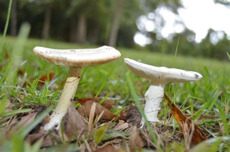 Gilled Mushrooms Of Southern Alabama Earths Natural
