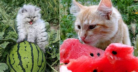 Can Cats Eat Watermelon Is It Safe