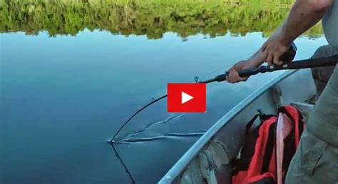 Fishing Videos Screaming Reels Lau Lau Surinam Amazon Catfish By